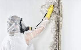 Best Biohazard Mold Removal in Hermann, MO